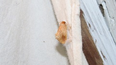 Tortricidia testacea