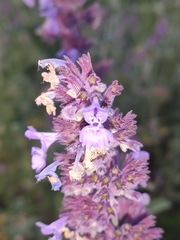 Nepeta grandiflora