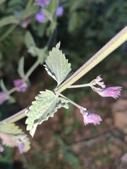 Nepeta grandiflora