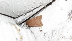 Leucania pseudargyria