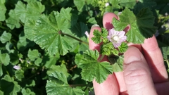 Malva neglecta