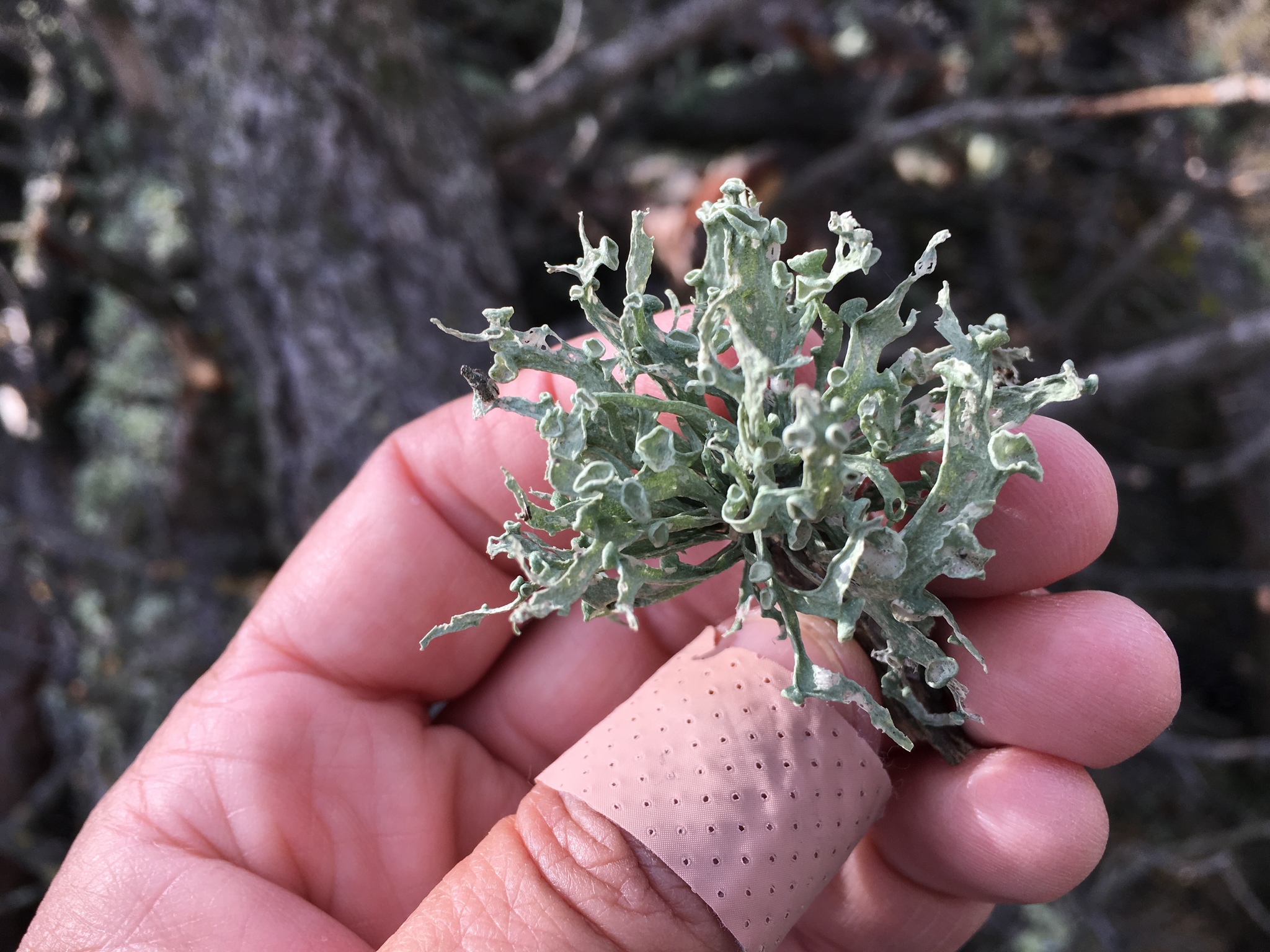 Ramalina image