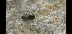 Crossocerus