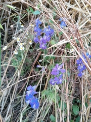 Delphinium pubescens