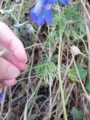 Delphinium pubescens