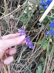 Delphinium pubescens