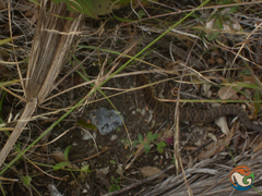 Crotalus culminatus