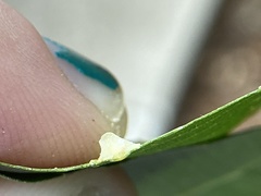 Caryomyia sanguinolenta