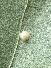 Caryomyia sanguinolenta