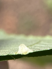 Caryomyia sanguinolenta