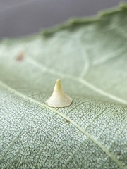 Caryomyia sanguinolenta