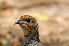 Ortygornis pondicerianus