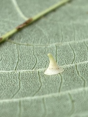 Caryomyia sanguinolenta