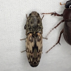 Pherhimius fascicularis