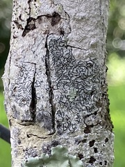 Graphis dendrogramma