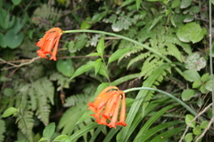 Cyrtanthus epiphyticus