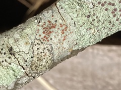 Haematomma persoonii