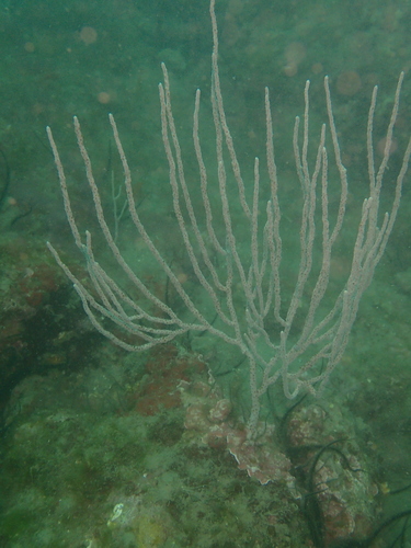 Eunicella singularis