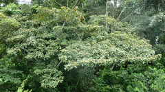 Cordia platythyrsa