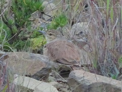 Certhilauda semitorquata