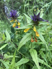 Melampyrum polonicum
