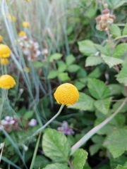 Anthemis hydruntina