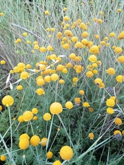 Anthemis hydruntina