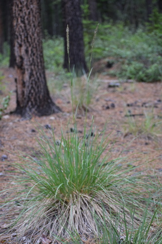 Image of Calamagrostis purpurascens by (c) Syd Cannings, some rights reserved (CC BY)