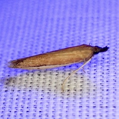Tampa dimediatella