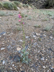 Penstemon floridus floridus