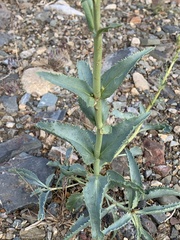 Penstemon floridus floridus