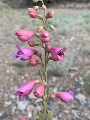 Penstemon floridus floridus