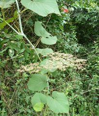 Cissus polyantha