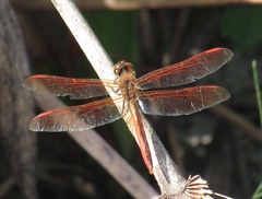 Libellula auripennis