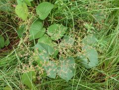 Cissus polyantha