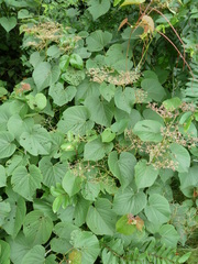 Cissus polyantha