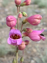 Penstemon floridus floridus