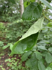 Actrix nyssaecolella