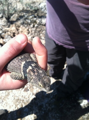 Sceloporus cyanogenys