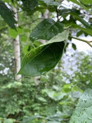 Actrix nyssaecolella