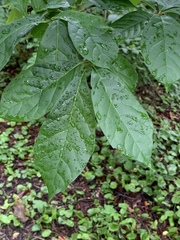 Actrix nyssaecolella