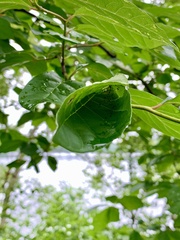 Actrix nyssaecolella