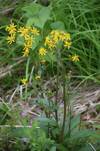 senecio lugens