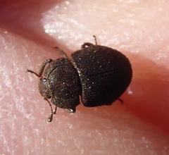 Coleoptera