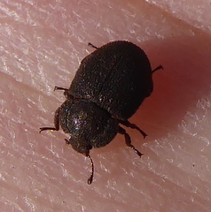 Coleoptera