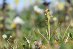 Chamorchis alpina
