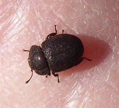 Coleoptera