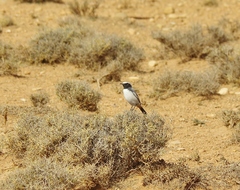 Oenanthe moesta