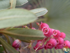 Comarostaphylis polifolia