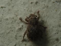 Trachyphloeus scabriculus